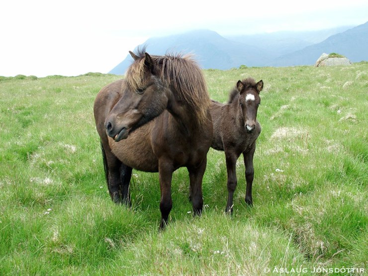 Emma-Birtingur-og-Birtingur-2006