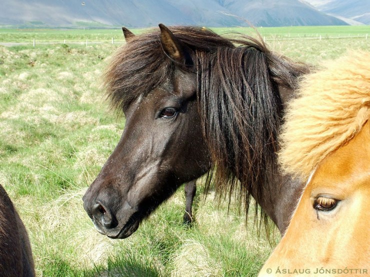 Gnótt í júní 2006, 27 vetra