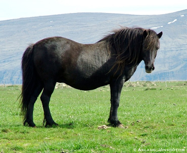 Gnótt-frá-Steinmóðarbæ-2009