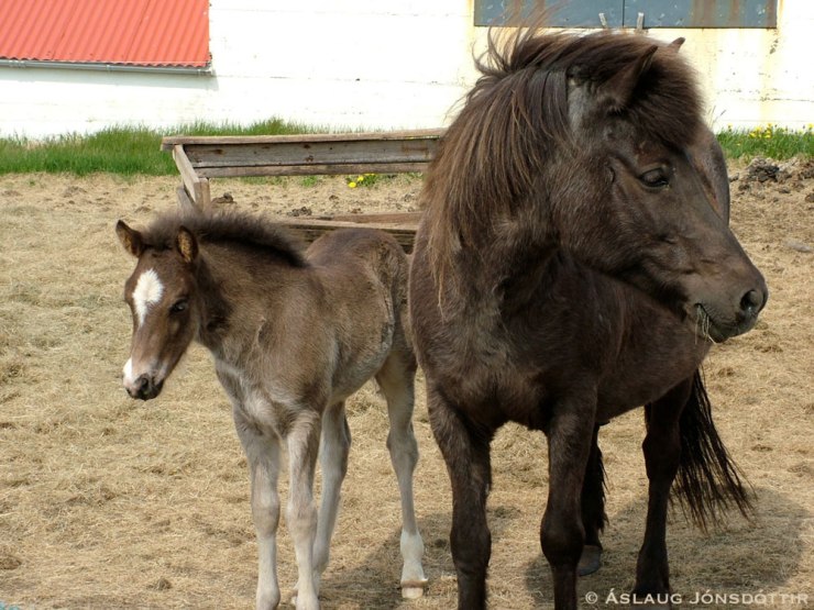 Herför-frá-Kópavogi-júní2005