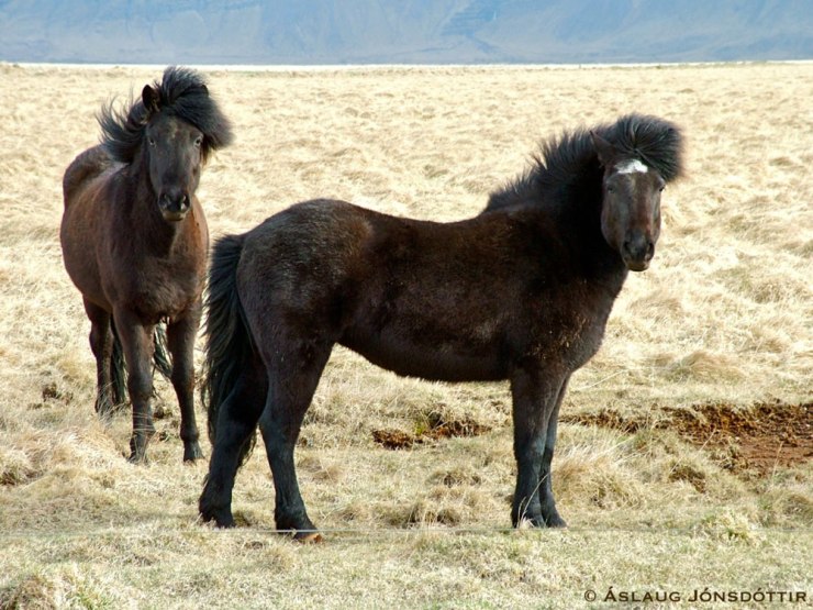 Rás-frá-Hofsósi-2004