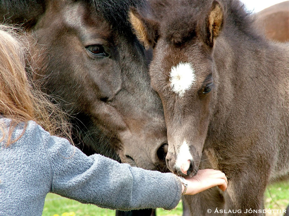 Sorta-og-Syrtir-júní2005