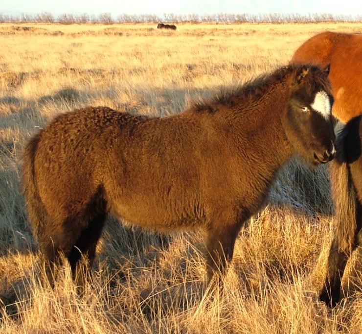 Syrtingur haust 2007