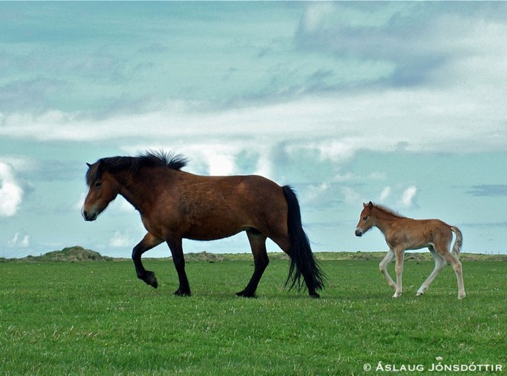 Veröld-frá-Dýrfinnustöðum-juni2009