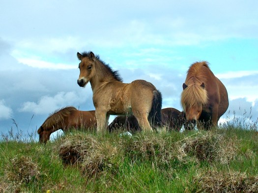 Spraki frá Melaleiti 1