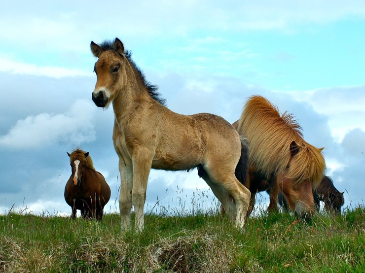 Spraki frá Melaleiti