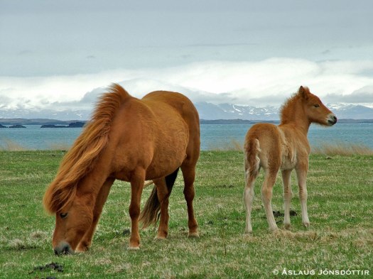 260513-Ofjarl-og-Ofgnótt-1Viljahestar