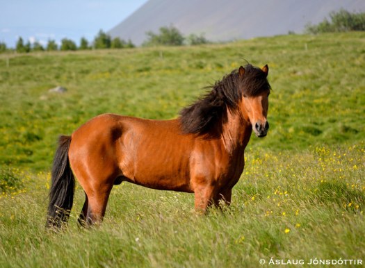 GregoriusFraMelaleiti1-2014