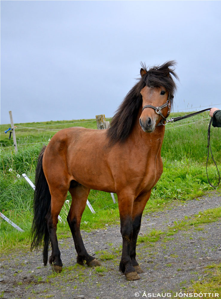 Gregoríus frá Melaleiti - Júní 2014