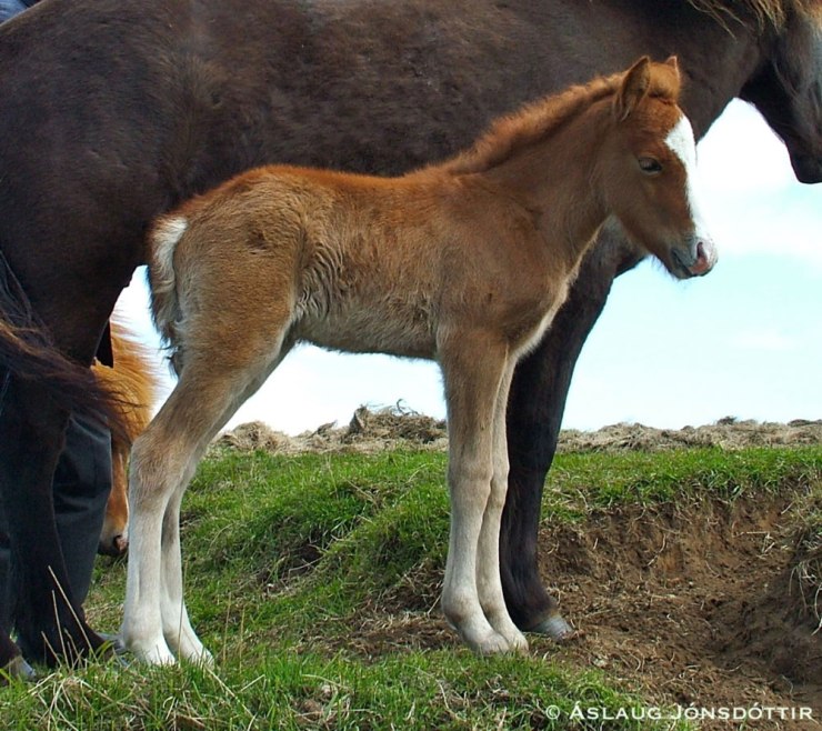 Bagall-frá-Melaleiti-2011