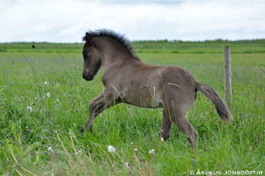 Mæla frá Melaleiti