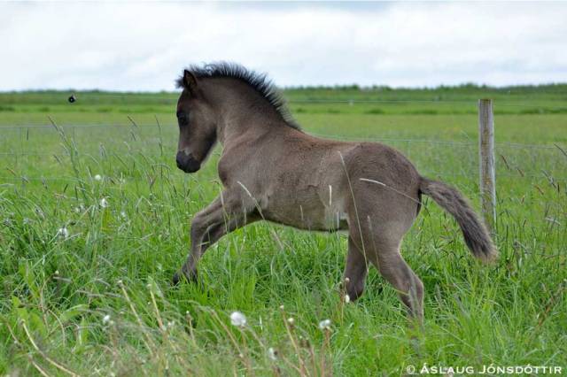 Mæla frá Melaleiti