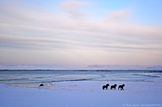 Vetrarhross15122013-1