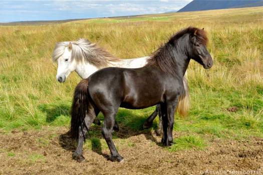 Hugsuður-og-Eldfari-2-27082014