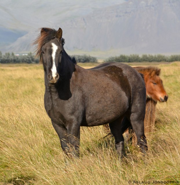 Náttvörður-1309-2014