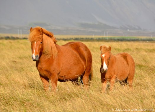 OfgnóttogÆtt-1-1309-2014