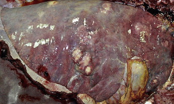 1-s2.0-S0378113513003301-gr1