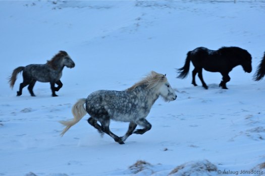 20142612MelaleitiHross2 Arun