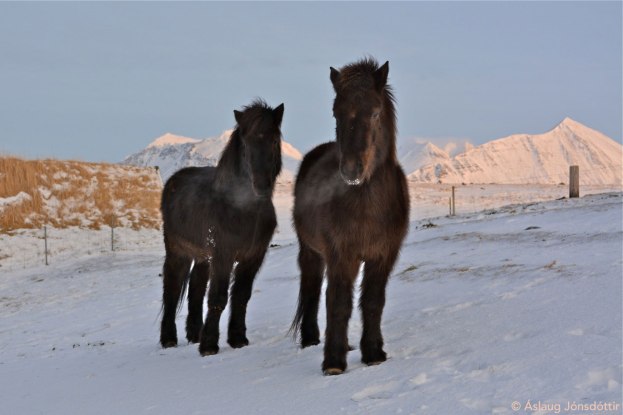 Dýrvin og Menntun Dec-2014