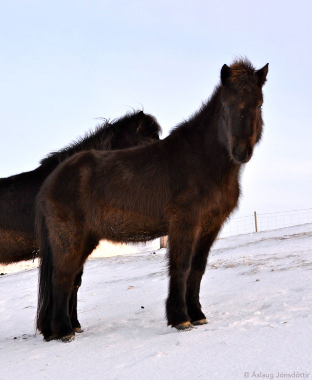 Menntun-frá-Melaleiti-2014