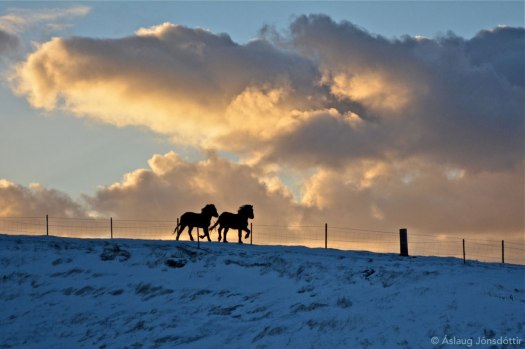 Menntun og Dýrvin 1 Dec-2014