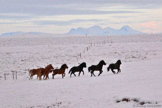 Folöldin-Melaleiti-2015-02jan