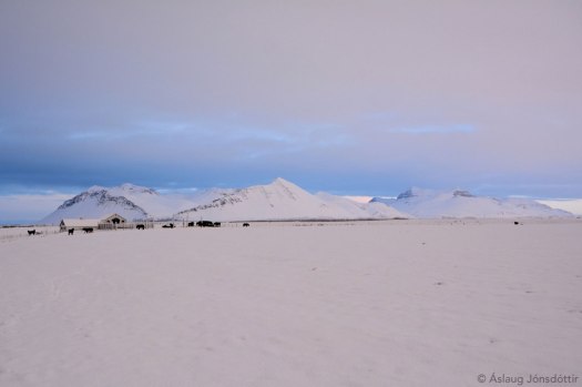 Melaleiti-EfriHus-2015-02jan