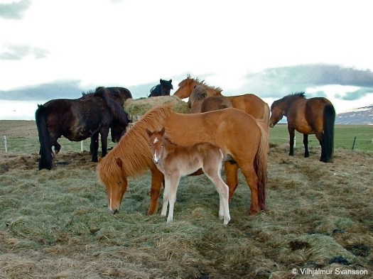 Ofgnott-og-Feikn28mai2015-2