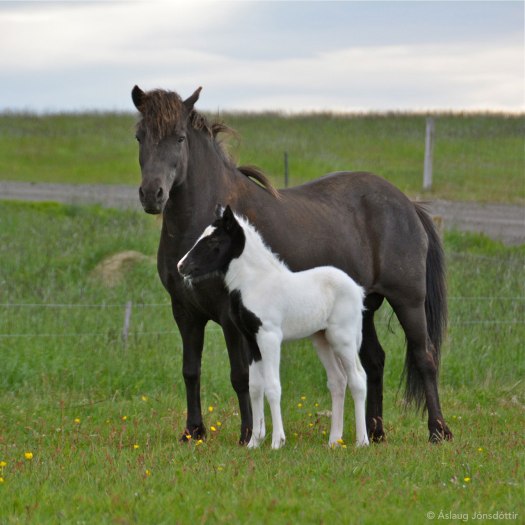 Glás-og-Gáfa-28juni2015-1