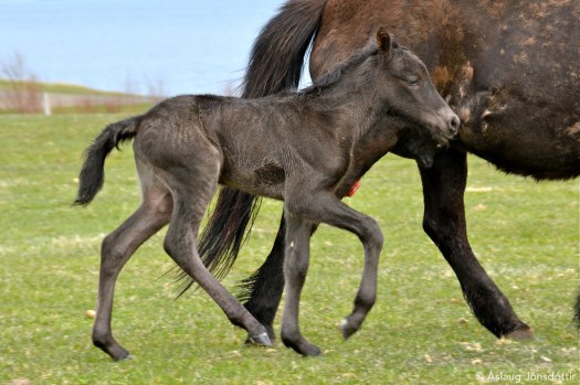 Meistari-frá-Melaleiti-5juni2015-2