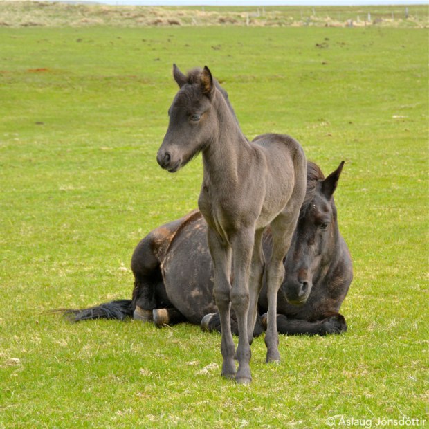 Meistari frá Melaleiti