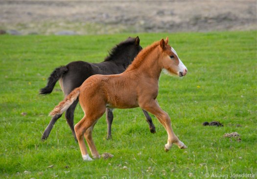 Meistari-og-Miklihvellur-23juni2015