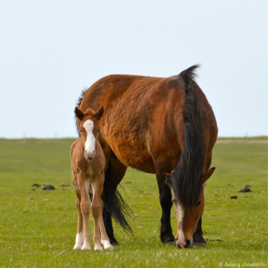 Miklihvellur-frá-Melaleiti-1-2015