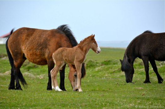 Miklihvellur-frá-Melaleiti-7-2015