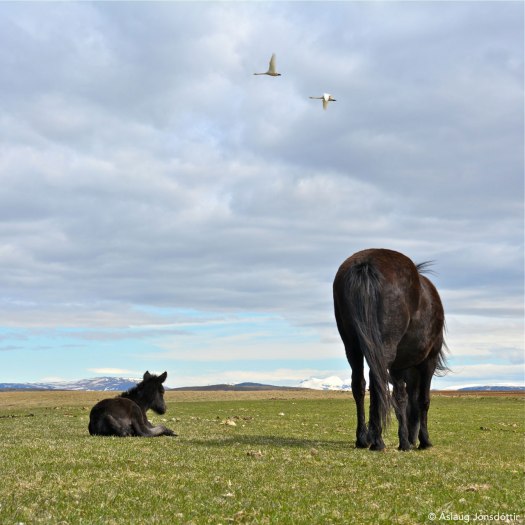 Nót-og-Nótt-31mai2015-2