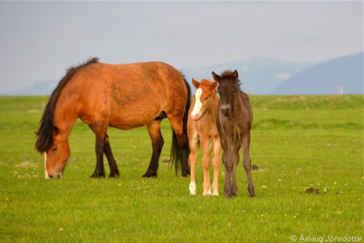 Veröld-Miklihvellur-Meistari-23juni2015