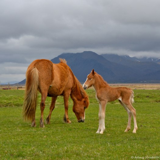 Vottur-frá-Melaleiti-1-2015
