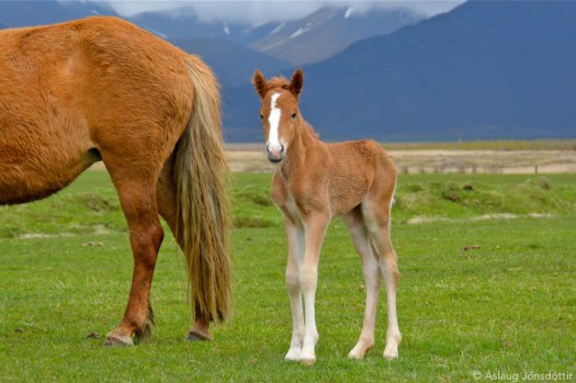 Vottur-frá-Melaleiti-2-2015