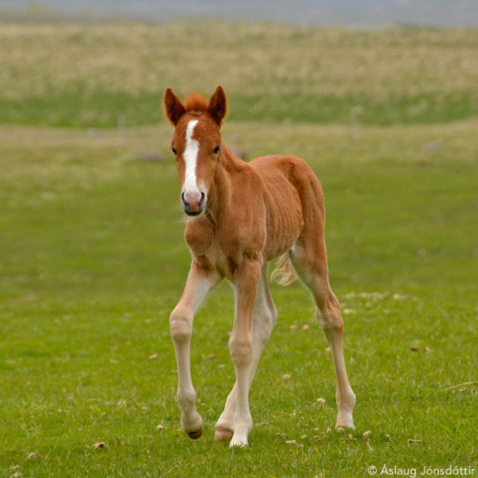 Vottur frá Melaleiti