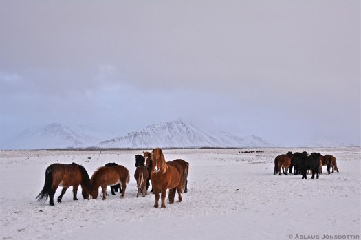 Viljahestar28des15-2