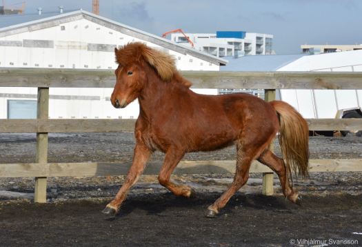 Dómur frá Melaleiti (1)
