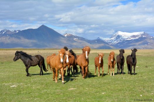 Merar og tryppi 22maí2016