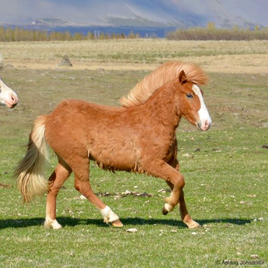 Miklihvellur frá Melaleiti