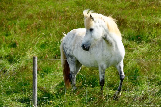 Árún-frá-Mosfelli-júlí2016