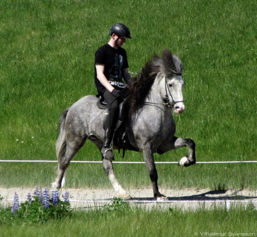 Bagall frá Melaleiti júní2016 2