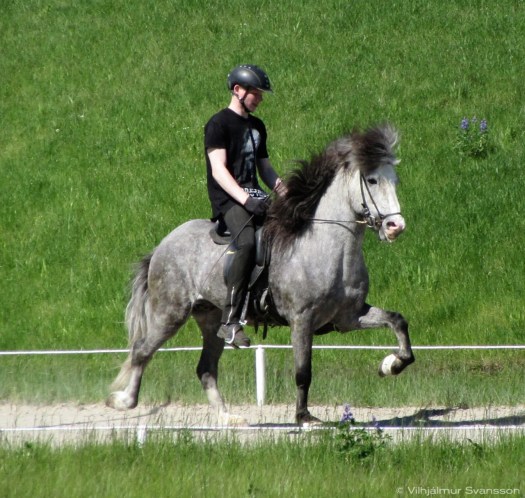 Bagall frá Melaleiti júní2016 3