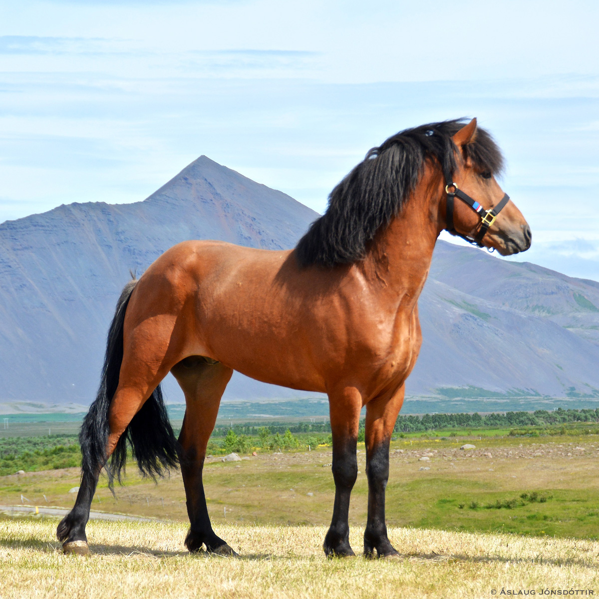 Gregoríus-frá-Melaleiti-júlí2016