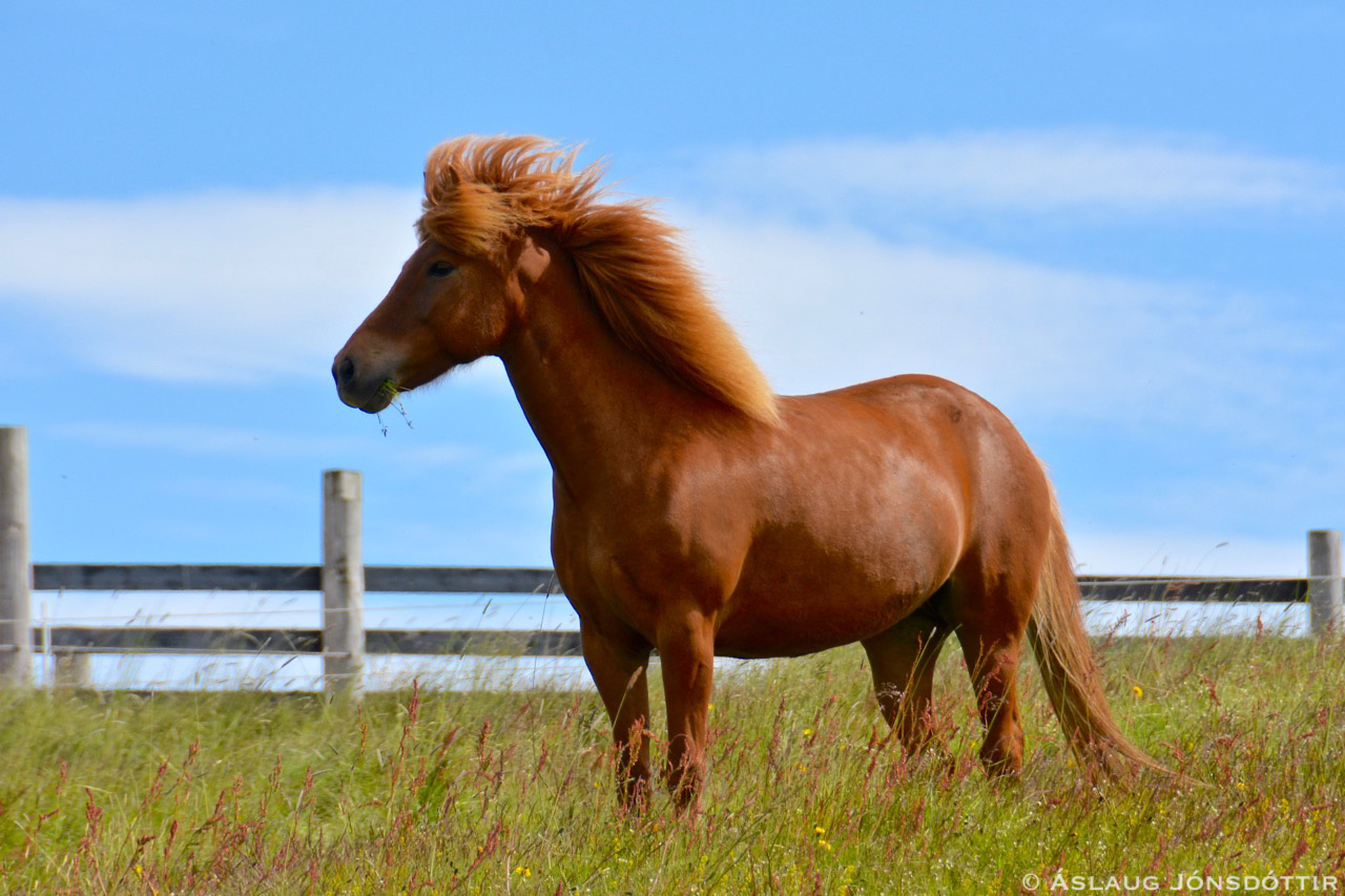 Óöld-frá-Melaleiti-júlí2016
