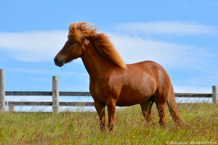 Óöld-frá-Melaleiti-júlí2016
