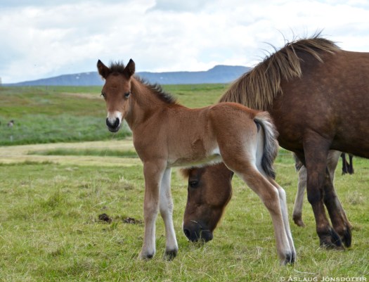 Runa-og-Liður-frá-Melaleiti-2016-3